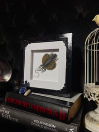 Image 1 of Flying lizard (Draco volans)