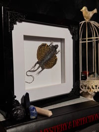 Image 3 of Flying lizard (Draco volans)