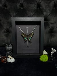 Image 2 of Green swallowtail Butterfly (Papilio blumei)