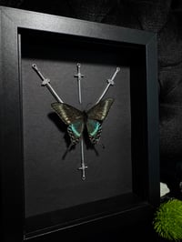 Image 3 of Green swallowtail Butterfly (Papilio blumei)