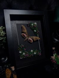 Image 2 of Eyed hawkmoth (Smerinthus ocellatus)