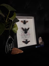 Image 1 of Carpenter bee trio (Genus Xylocopa)