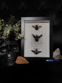 Image 2 of Carpenter bee trio (Genus Xylocopa)