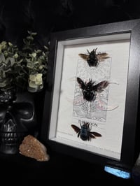 Image 3 of Carpenter bee trio (Genus Xylocopa)