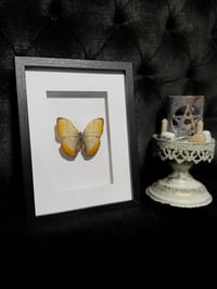 Image 2 of Creamy glider butterfly (Cymothoe reinholdi)