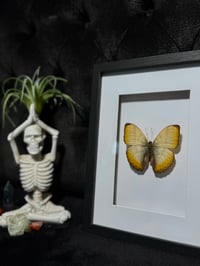 Image 3 of Creamy glider butterfly (Cymothoe reinholdi)