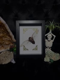 Image 1 of Large cicada (Pomponia dolosa)