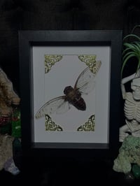Image 2 of Large cicada (Pomponia dolosa)