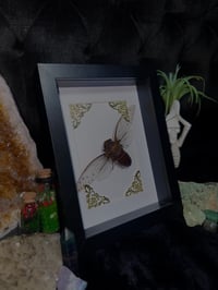 Image 3 of Large cicada (Pomponia dolosa)