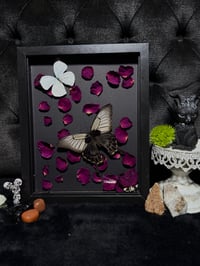 Image 1 of Butterfly duo (Papilio lowi & Nepheronia argia)