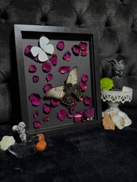 Image 2 of Butterfly duo (Papilio lowi & Nepheronia argia)