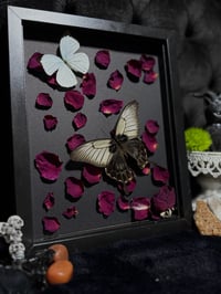 Image 3 of Butterfly duo (Papilio lowi & Nepheronia argia)