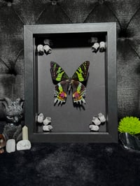 Image 1 of Madagascan sunset moth (Chrysiridia rhipheus)