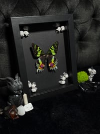 Image 2 of Madagascan sunset moth (Chrysiridia rhipheus)