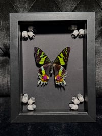 Image 3 of Madagascan sunset moth (Chrysiridia rhipheus)