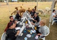 Image 5 of Paint with Alpacas Saturday 13th June at 12pm Hunter Valley