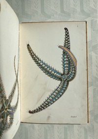 Image 5 of Seashore Life and Pattern (A)
