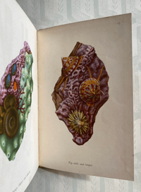 Image 6 of Seashore Life and Pattern (A)