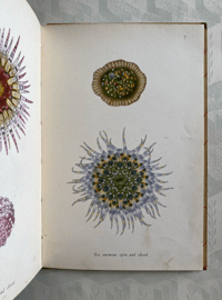 Image 7 of Seashore Life and Pattern (A)