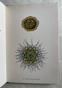 Image 5 of Seashore Life and Pattern (B)