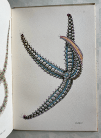Image 7 of Seashore Life and Pattern (B)