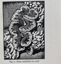 Image 6 of Seashore Life and Pattern (C)
