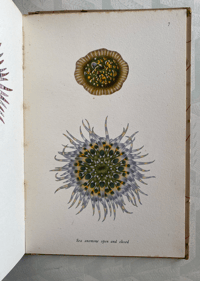 Image 7 of Seashore Life and Pattern (C)