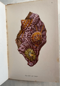 Image 8 of Seashore Life and Pattern (C)