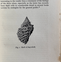 Image 9 of Seashore Life and Pattern (C)