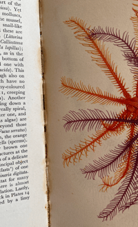Image 10 of Seashore Life and Pattern (C)