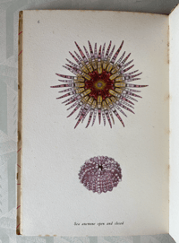 Image 11 of Seashore Life and Pattern (C)