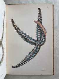 Image 12 of Seashore Life and Pattern (C)