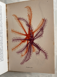 Image 14 of Seashore Life and Pattern (C)