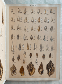 Image 4 of Our Country's Shells