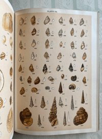 Image 5 of Our Country's Shells