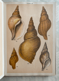 Image 6 of Our Country's Shells