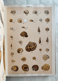 Image 7 of Our Country's Shells