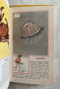 Image 3 of Creatures of the Seashore
