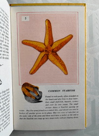 Image 4 of Creatures of the Seashore