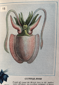 Image 5 of Creatures of the Seashore