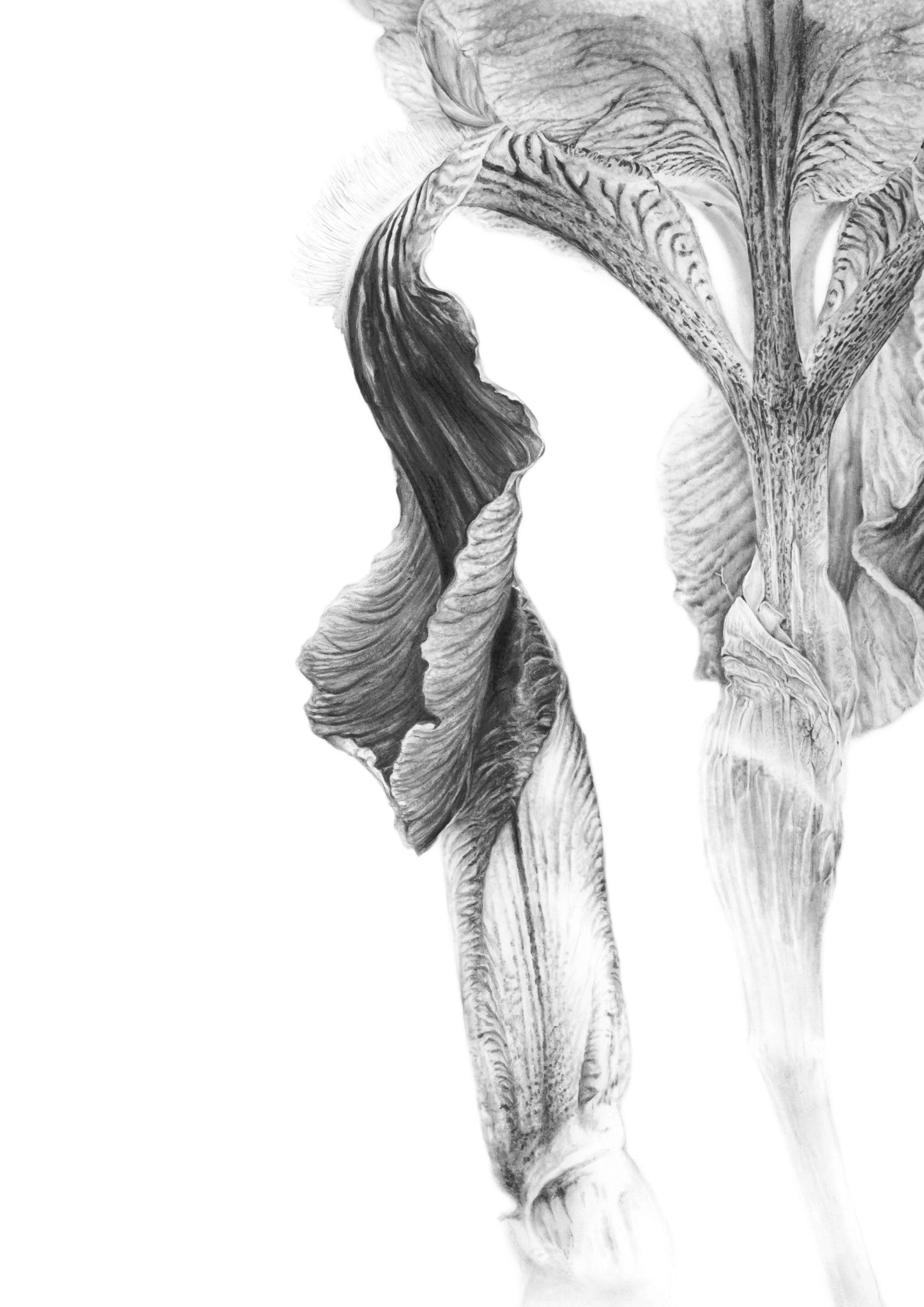 Image of Iris II