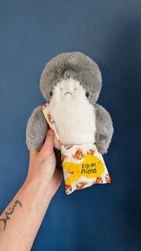 Image 2 of Finley the shark