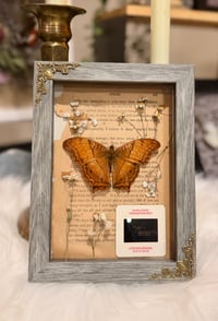Image 1 of Gulf Fritillary Butterfly No. I