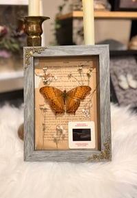 Image 2 of Gulf Fritillary Butterfly No. I