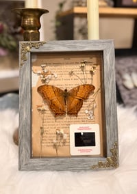 Image 5 of Gulf Fritillary Butterfly No. I