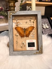 Image 6 of Gulf Fritillary Butterfly No. I