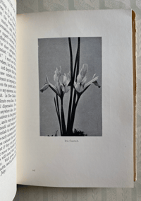 Image 3 of Iris Culture for Amateurs