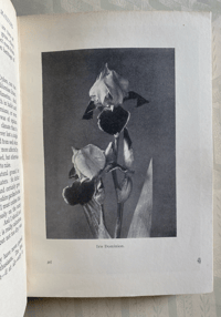 Image 5 of Iris Culture for Amateurs
