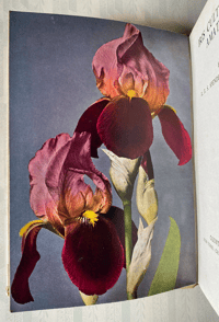 Image 7 of Iris Culture for Amateurs