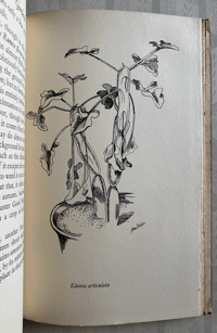 Image 4 of The Curious Gardener by Jason Hill